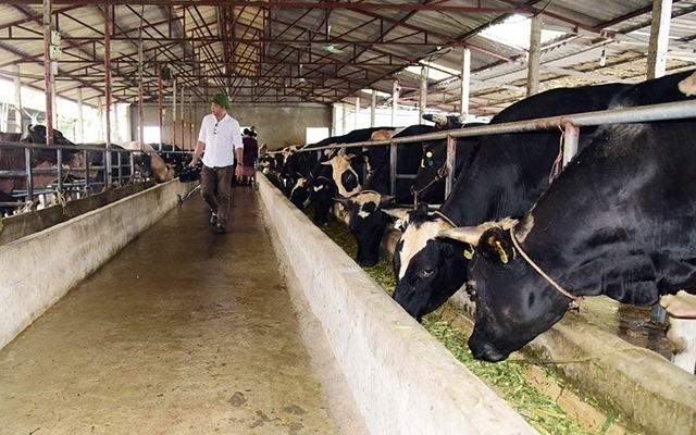 Thúc đẩy chăn nuôi bò thịt theo hướng bền vững